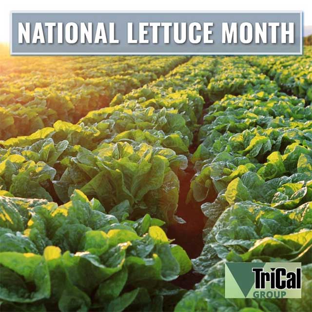 May is National Lettuce Month