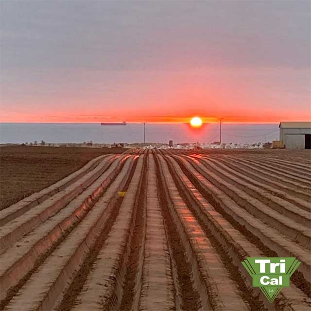Soil Preperation | Agrícola La Alpina, La Serena