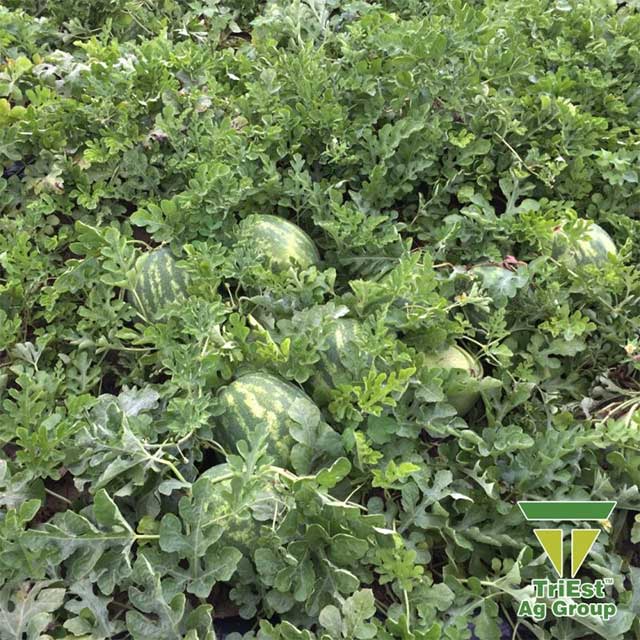 Watermelons | Drip Irrigation