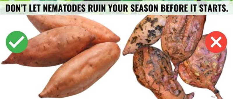 Sweetpotatos | California
