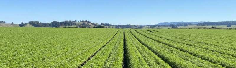 Carrots | New Zealand