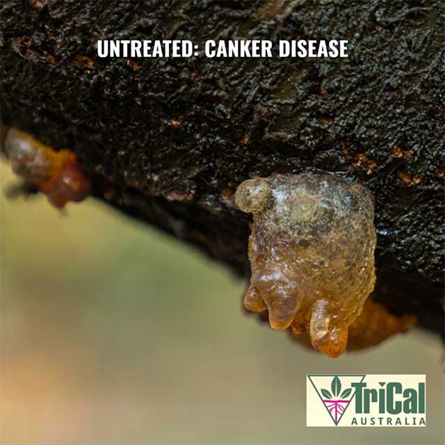 Canker disease in Almond Orchards