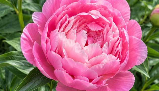 Peonies | Chili