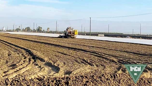 Turf and Sod | Coachella, CA