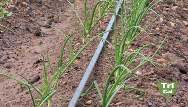 Onions | South America
