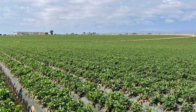 Uniformity in Strawberries | Mexico