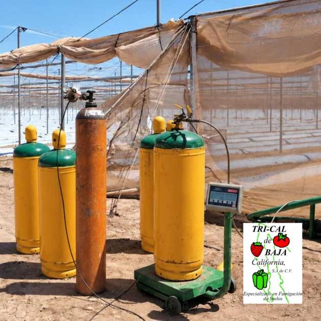 Soil Treatment | Technical Expertise | Mexico