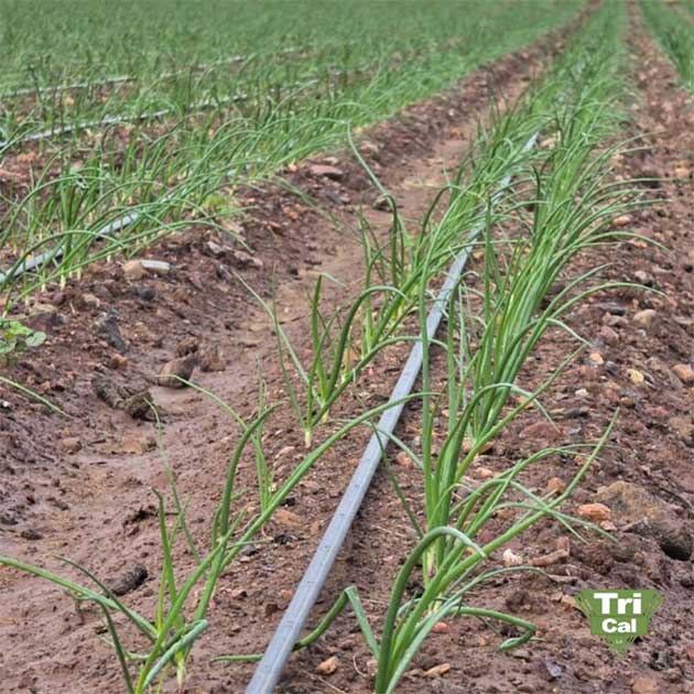 Onions | South America