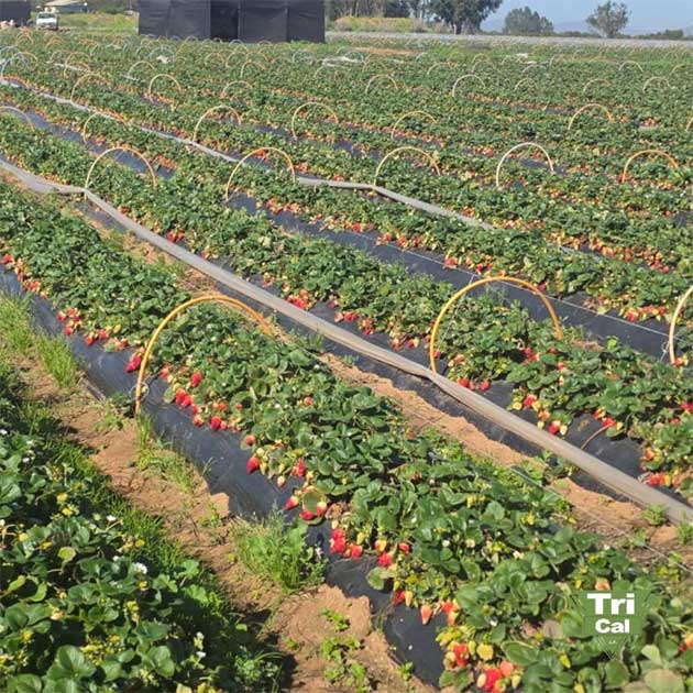 Strawberries | Chile