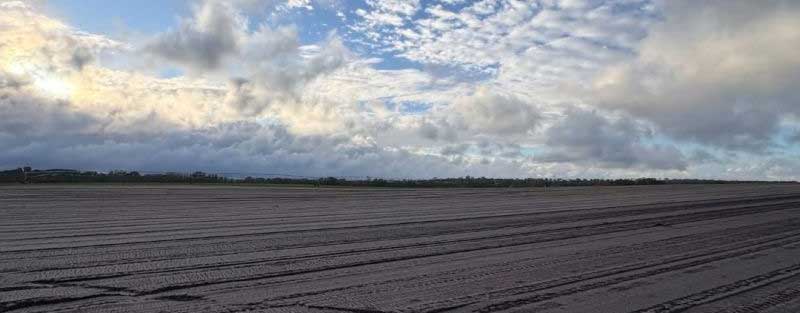 Onions | Naracoorte, South Australia