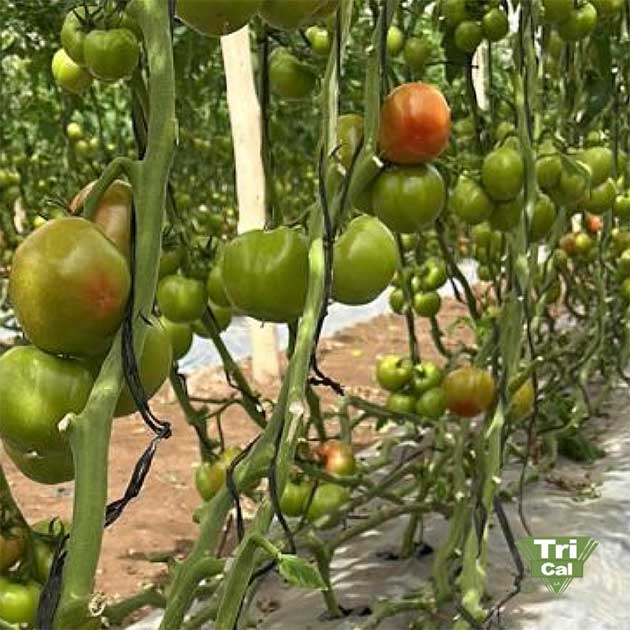 Tomatoes | Chili
