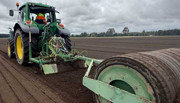Carrots | New Zealand
