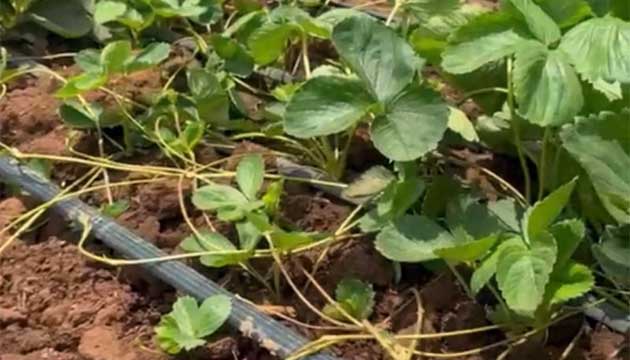 Strawberries | Mexico