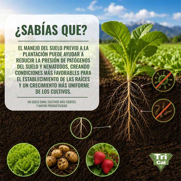 Pre-planting Soil Management