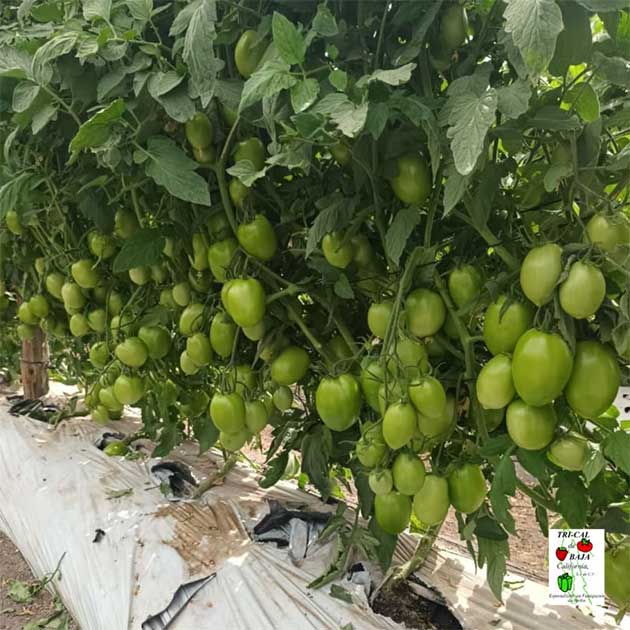 Tomatoes | Mexico