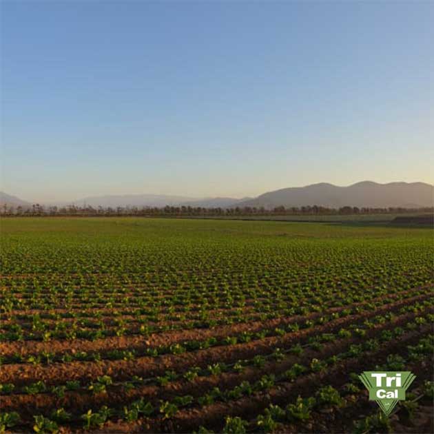 Lettuce | Chile