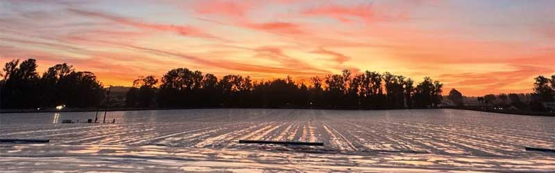Strawberry Field | California