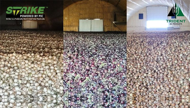 Whether Red, White, or Yellow, Strike™ helps Set your Onions