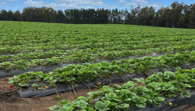 Strawberries with a better start