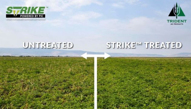 Pacific Northwest Potato Trial with Strike™