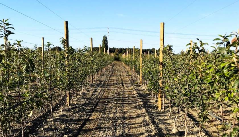 Soil Fumigation Faces the Challenges of Apple Replant