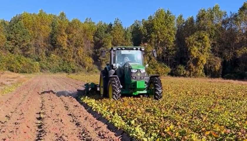 Sweetpotato harvesting in Eureka, North Carolina