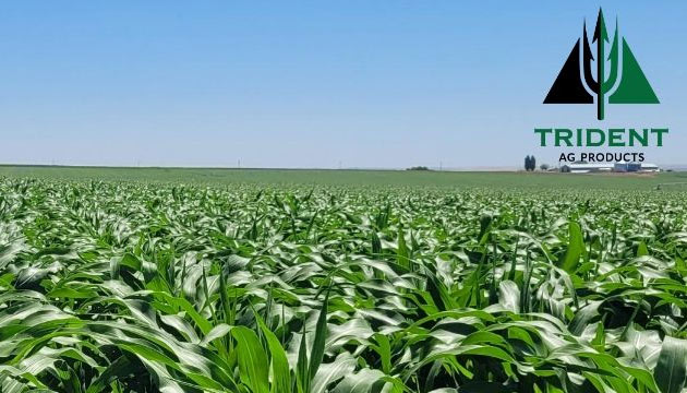 Vibrant Corn Field in Low-Rate Chloropicrin Trial