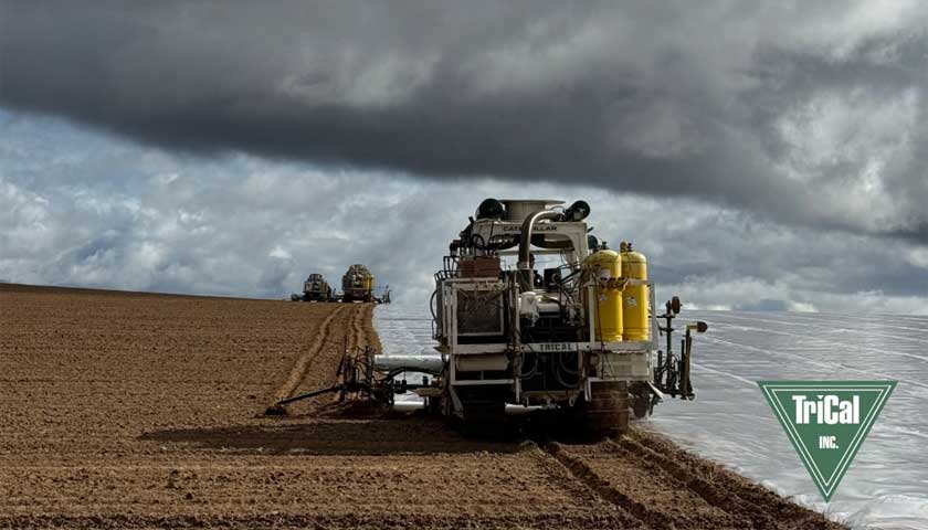 Trical Inc. fumigating Strawberry Fields fighting Nemotodes