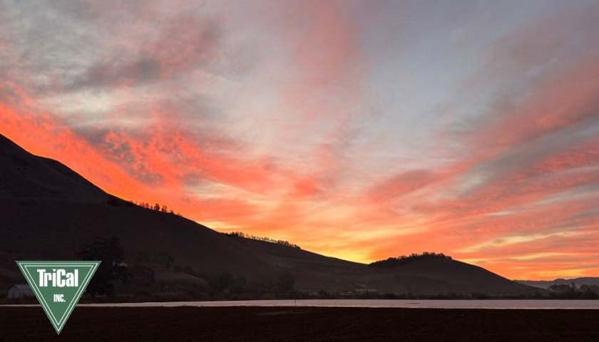 Sunrise over Raspberry Fields in California