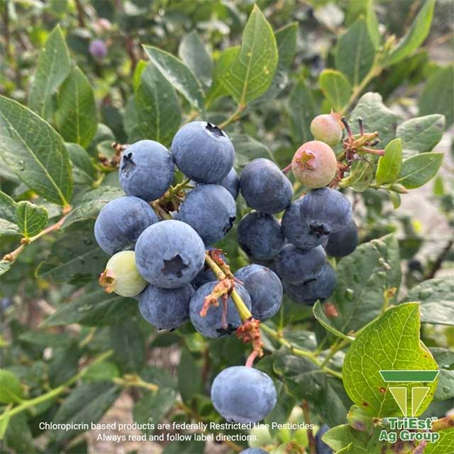 Healthy roots start with healthy soil.