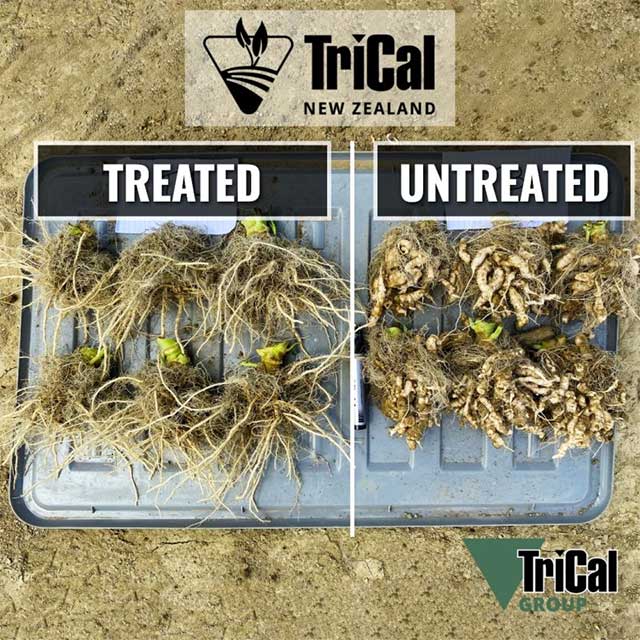 TriCal New Zealand Conducts Broccoli Trial TriCal New Zealand Conducts Broccoli Trial
