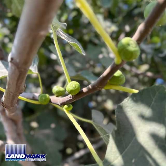 Young Figs are thriving with Landmark Irrigation Young Figs are thriving with Landmark Irrigation
