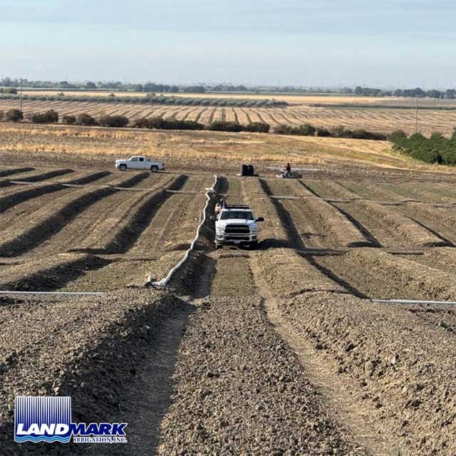 Freshly Irrigated Persimmon Fields in Zamora, CA Freshly Irrigated Persimmon Fields in Zamora, CA