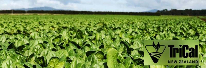 Tri-Form Fumigation on Baby Spinach