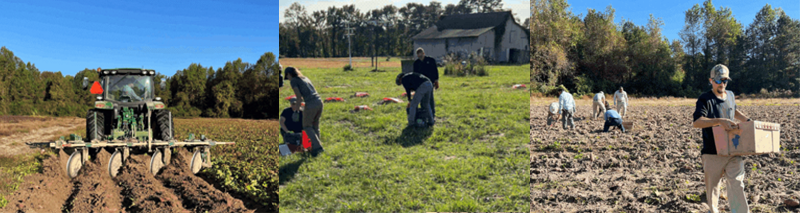 Sweetpotato field trials in Eureka, NC.