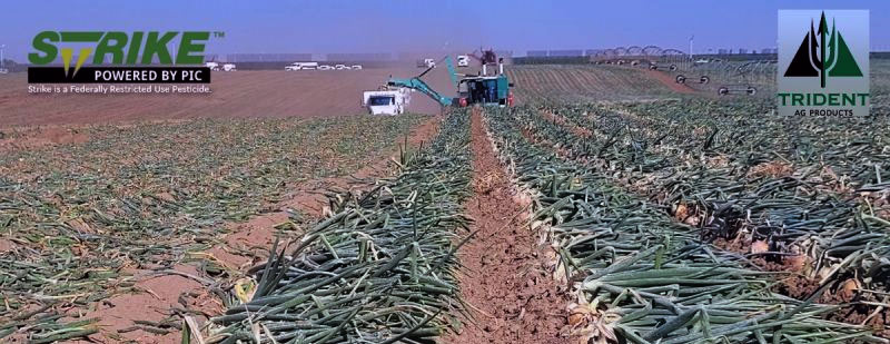  Its Onion Harvesting Time!