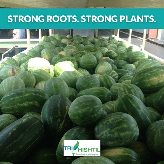 Tri-Hishtil Provides Premium Grafted Watermelon Plants Tri-Hishtil Provides Premium Grafted Watermelon Plants