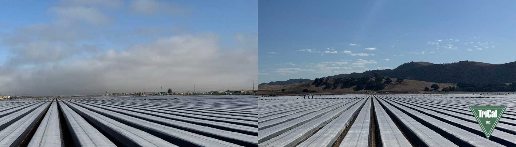 Strawberry Raised Beds in Santa Maria